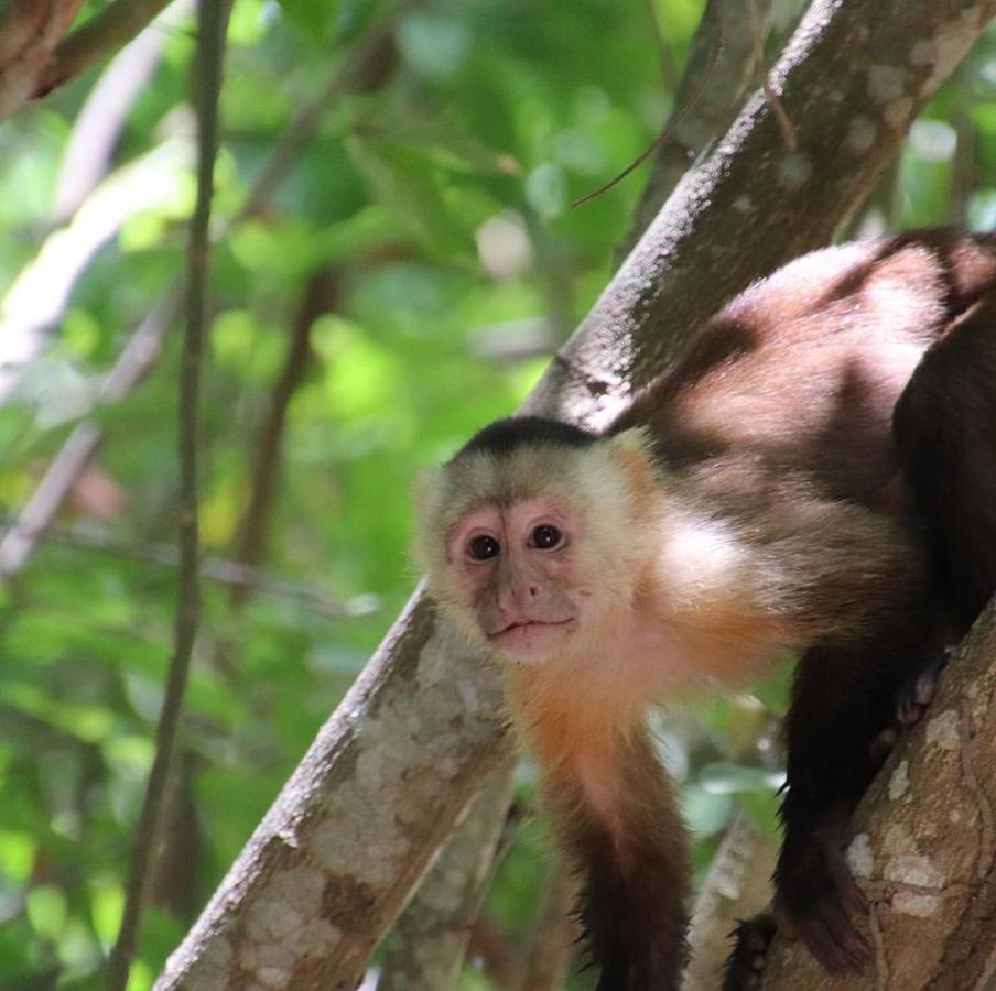 Bed and Breakfast Camping Castilletes Parque Tayrona Ель-Зайно Екстер'єр фото
