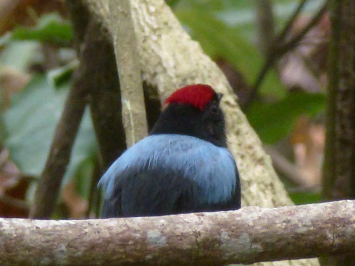 Bed and Breakfast Camping Castilletes Parque Tayrona Ель-Зайно Екстер'єр фото